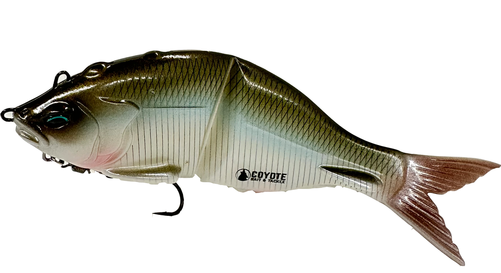 baiting coyotes with fish hooks Coyote 3.5 Blue & Silver Superfly Flies Hooking live bait in different