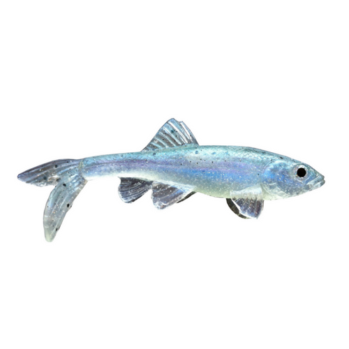 Little Creeper All American Trash Fish 6