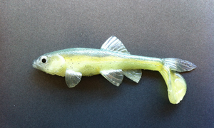 Little Creeper All American Trash Fish 4