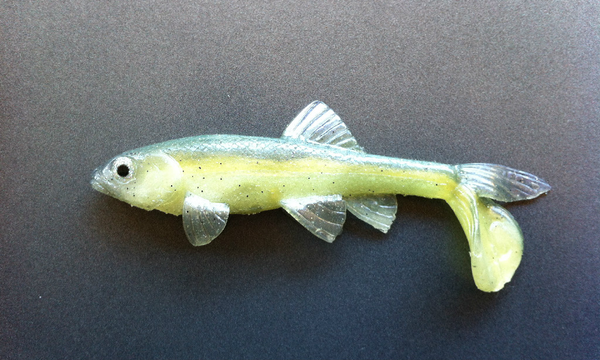all american trash fish lure LITTLE CREEPER SWIMBAITS 2PK the Little Creeper All American 8 Trash Fish resembles a number of commonly found baitfish Little Creepers Baits All American